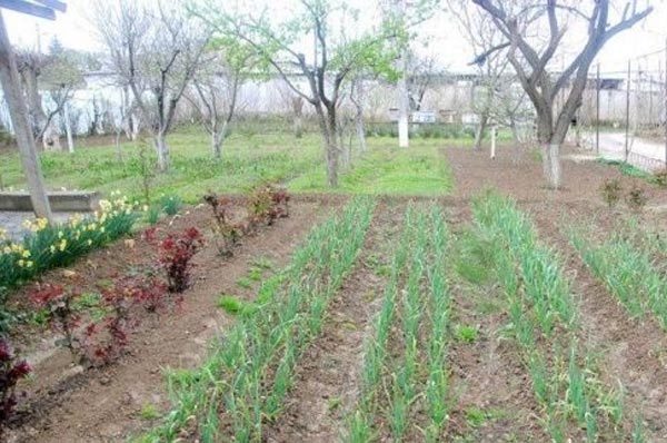 ҚОНУН ЛОЙИҲАСИ: томорқадан фойдаланмаганлик учун жавобгарлик кучайиши мумкин