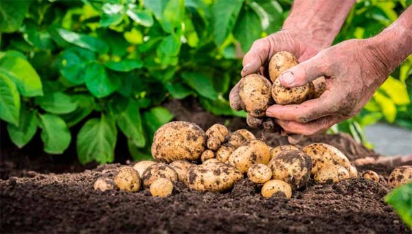 Самарқандда бешта туман картошкачиликка ихтисослаштирилади