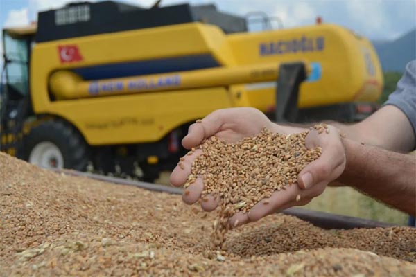 Хирмон тўлиб тўкилсин дон, дастурхонда мўл бўлсин нон...