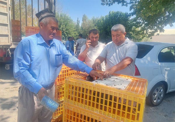 Камбағалликни қисқартириш учун хонаки товуқлар аҳолига тарқатилди