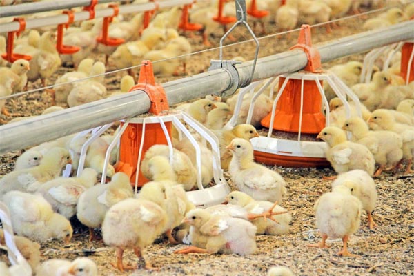 КЕЛАЖАККА ДАДИЛ ИНТИЛАЁТГАНЛАР