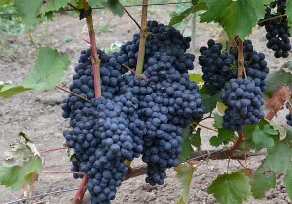 ИНТЕНСИВ УЗУМЗОРЛАР ЭКСПОРТГА ЙЎЛ ОЧАДИ