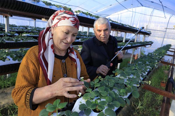 QISHDA QULUPNAY PISHDI: BIR SOTIX YERDAN 30 MILLION SO‘M DAROMAD