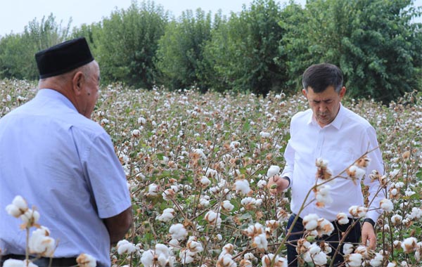 Viloyat hokimi Erkinjon Turdimov Kattaqo‘rg‘on tumanida paxta yig‘im-terimining borishi bilan tanishdi