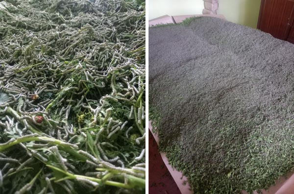 Zahmatkash pillakorlar – milliy matolarimiz bunyodkorlari